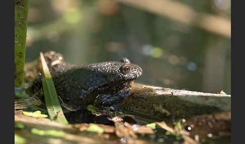 Rotbauchunke (Bombina bombina)