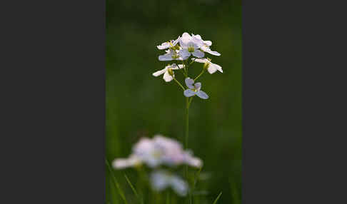 Wiesen-Schaumkraut (Cardamine pratensis)