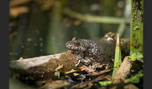 Rotbauchunke (Bombina bombina)