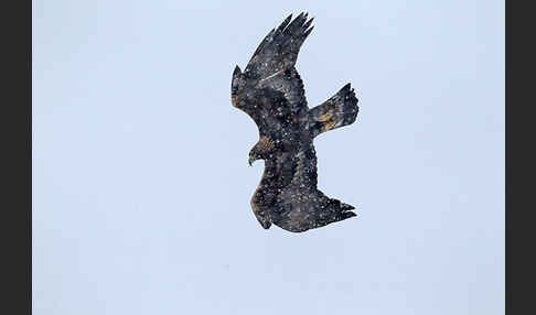 Steinadler (Aquila chrysaetos)