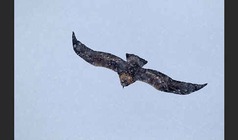 Steinadler (Aquila chrysaetos)