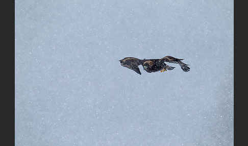 Steinadler (Aquila chrysaetos)