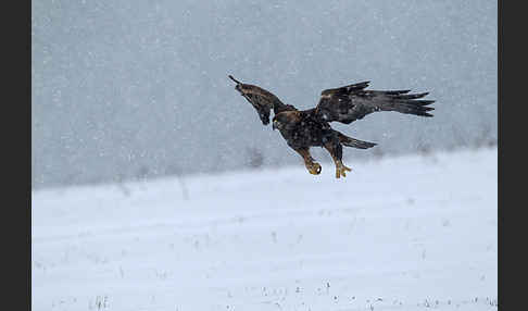 Steinadler (Aquila chrysaetos)