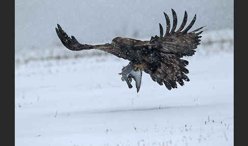 Steinadler (Aquila chrysaetos)