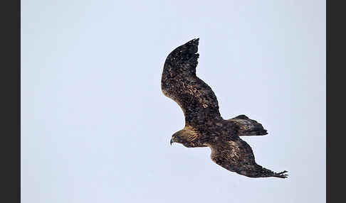 Steinadler (Aquila chrysaetos)