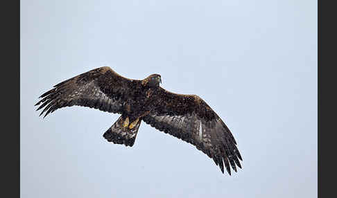 Steinadler (Aquila chrysaetos)