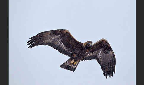 Steinadler (Aquila chrysaetos)