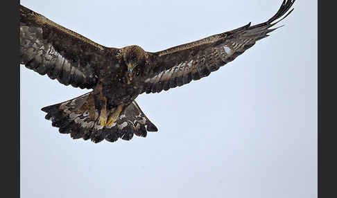 Steinadler (Aquila chrysaetos)