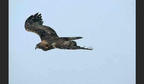 Steinadler (Aquila chrysaetos)