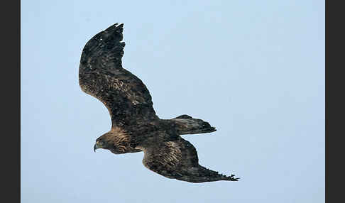 Steinadler (Aquila chrysaetos)