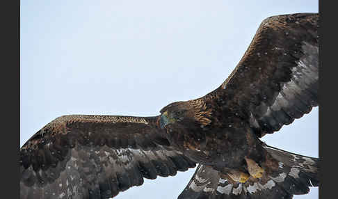 Steinadler (Aquila chrysaetos)