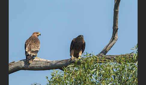 Kaiseradler (Aquila heliaca)