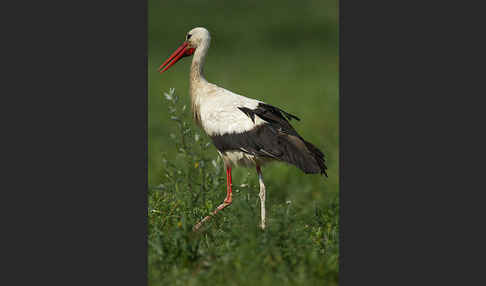 Weißstorch (Ciconia ciconia)