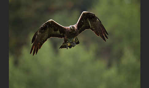 Steinadler (Aquila chrysaetos)