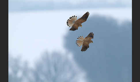 Turmfalke (Falco tinnunculus)