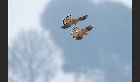 Turmfalke (Falco tinnunculus)