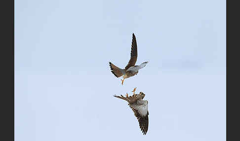 Turmfalke (Falco tinnunculus)