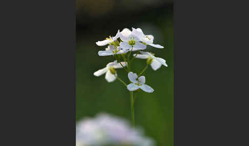 Wiesen-Schaumkraut (Cardamine pratensis)