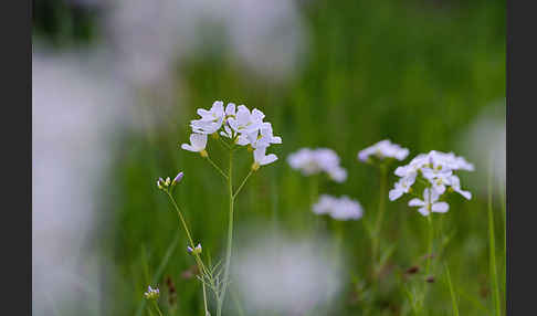 Wiesen-Schaumkraut (Cardamine pratensis)