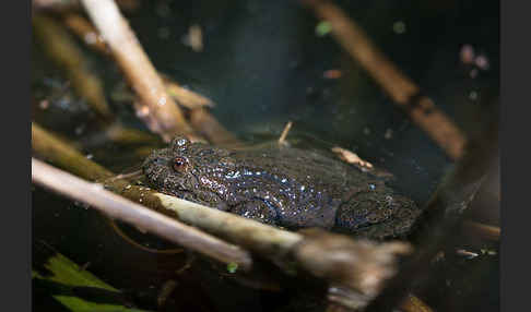 Rotbauchunke (Bombina bombina)