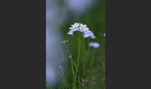 Wiesen-Schaumkraut (Cardamine pratensis)