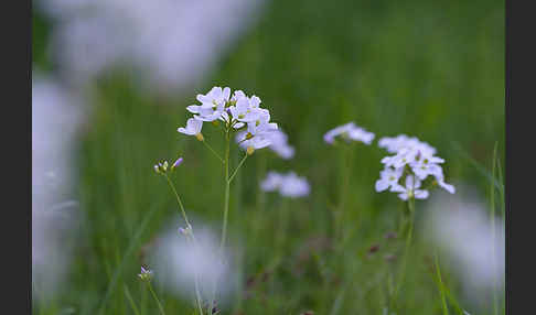 Wiesen-Schaumkraut (Cardamine pratensis)