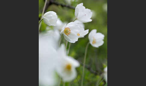 Großes Windröschen (Anemone sylvestris)