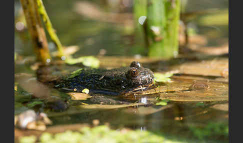 Rotbauchunke (Bombina bombina)