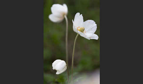 Großes Windröschen (Anemone sylvestris)