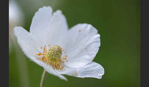 Großes Windröschen (Anemone sylvestris)