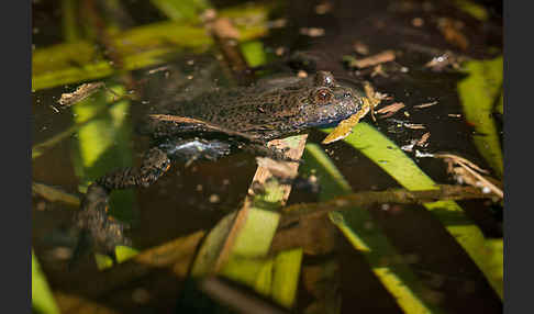 Rotbauchunke (Bombina bombina)