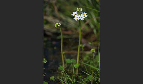 Wasserfeder (Hottonia palustris)