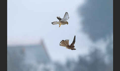 Turmfalke (Falco tinnunculus)