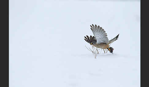 Turmfalke (Falco tinnunculus)