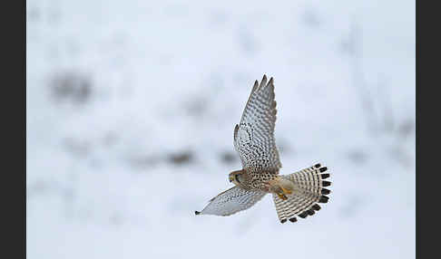 Turmfalke (Falco tinnunculus)