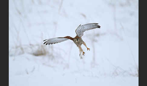 Turmfalke (Falco tinnunculus)