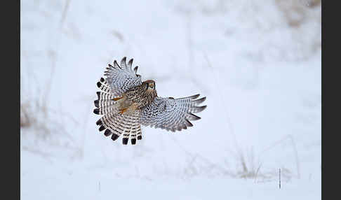 Turmfalke (Falco tinnunculus)