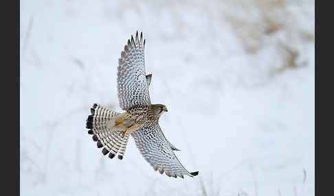 Turmfalke (Falco tinnunculus)