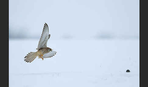 Turmfalke (Falco tinnunculus)