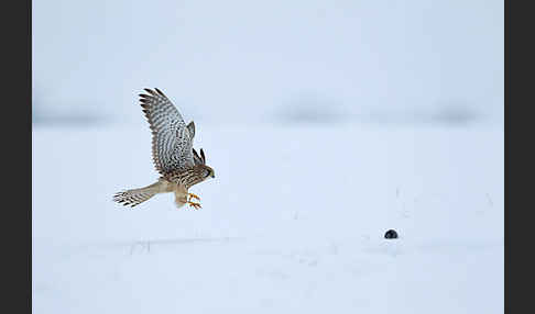 Turmfalke (Falco tinnunculus)