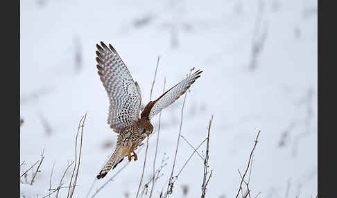 Turmfalke (Falco tinnunculus)