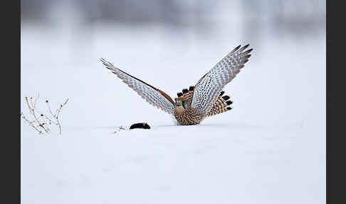 Turmfalke (Falco tinnunculus)