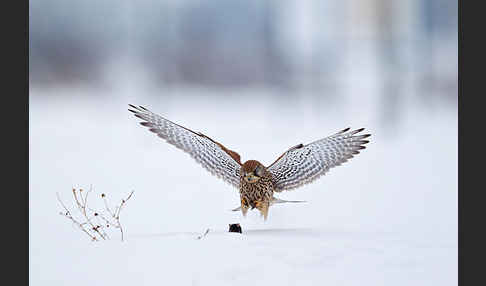 Turmfalke (Falco tinnunculus)