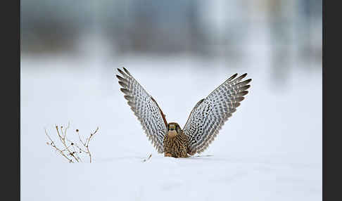 Turmfalke (Falco tinnunculus)