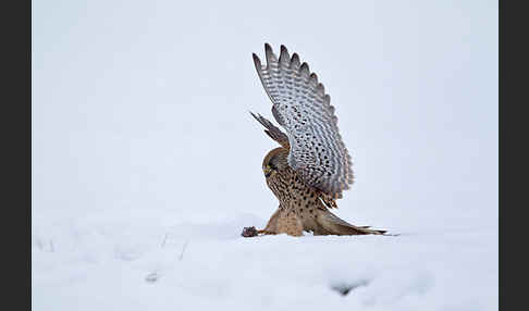 Turmfalke (Falco tinnunculus)