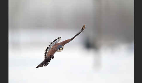 Turmfalke (Falco tinnunculus)