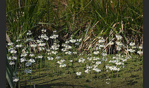 Wasserfeder (Hottonia palustris)