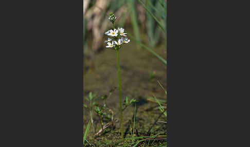 Wasserfeder (Hottonia palustris)