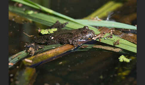 Rotbauchunke (Bombina bombina)