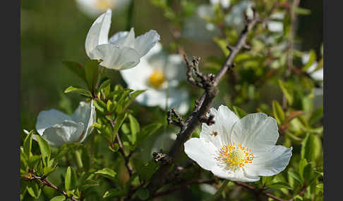 Großes Windröschen (Anemone sylvestris)